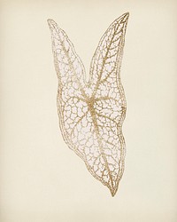 Caladium Belleymel, engraved Heart of Jesus leaf vintage illustration, remix from original artwork of Benjamin Fawcett. 