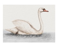 White swan vintage illustration wall art print and poster design remix from original artwork.