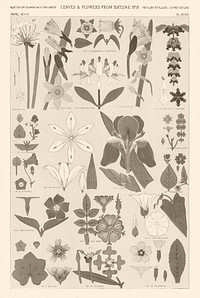 Set of leaves and flowers vintage illustration, remix from original artwork of Owen Jones.