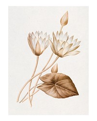 Egyptian lotus vintage illustration wall art print and poster design remix from original artwork of Pierre-Joseph Redout&eacute;.