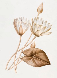 Egyptian lotus vintage illustration vector, remix from original artwork of Pierre-Joseph Redout&eacute;.