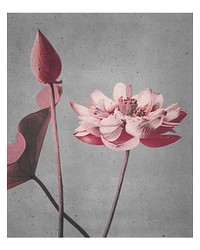 Pink lotus flowers artwork vintage wall art print and poster design remix from original photography by Ogawa Kazumasa.