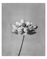 Monochrome lotus flower artwork vintage wall art print and poster design remix from original photography by Ogawa Kazumasa.