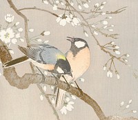 Tit birds on a cherry branch vintage illustration, remix from original artwork.