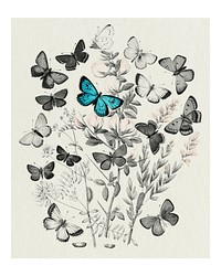 Butterflies and moths fluttering over flowers vintage illustration wall art print and poster design remix from original artwork.