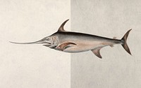 Swordfish vintage illustration, remix from original artwork.