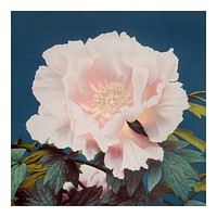 Peony vintage illustration artwork, remix from original photography.