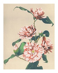 Striped Camellias vintage illustration artwork, remix from original photography.