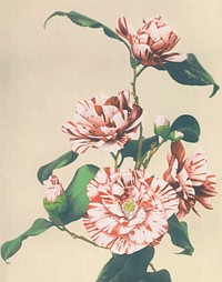 Striped Camellias vintage vector artwork, remix from orginal photography.