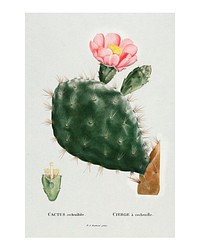 Prickly pear cactus vintage illustration, remix from original artwork.