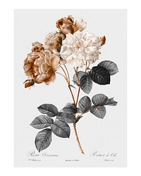 Vintage damask rose illustration wall art print and poster design remix from original artwork.