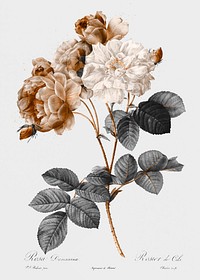 Vintage damask rose vector, remix from original artwork.