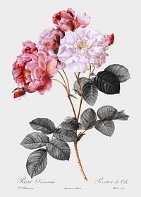 Vintage pink damask rose illustration, remix from original artwork.