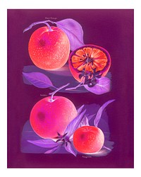 Neon pink oranges vintage wall art print poster design remix from original artwork.