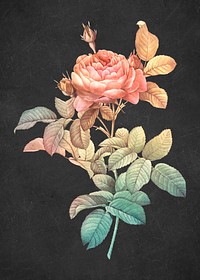 Rose vintage wall art print poster design remix from original artwork by Pierre-Joseph Redout&eacute;.