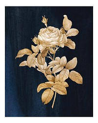 Golden rose vintage wall art print poster design remix from original artwork by Pierre-Joseph Redout&eacute;.