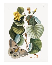 Yellow hibiscus and a moth vintage illustration wall art print and poster design remix from the original artwork by Mark Catesby.