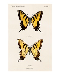 Swallowtail butterflies vintage illustration by Sherman F. Denton. Digitally enhanced by rawpixel.