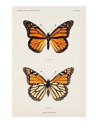 Monarch butterfly vintage illustration by Sherman F. Denton. Digitally enhanced by rawpixel.
