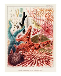Great Barrier Reef Echinoderms vintage illustration by William Saville-Kent. Digitally enhanced by rawpixel.