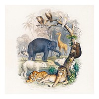 Zoological vintage illustration wall art print and poster design remix from original artwork.