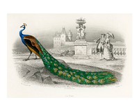 Majestically colored portrait of a peacock vintage illustration wall art print and poster design remix from original artwork.