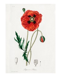 Common poppy vintage illustration wall art print and poster design remix from original artwork.