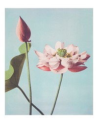 Vintage lotus wall art print and poster design remix from original artwork.