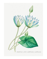 Blue water lily vintage illustration wall art print and poster design remix from original artwork by Pierre-Joseph Redout&eacute;.