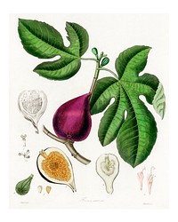 Fig (ficus carica) vintage illustration wall art print and poster design remix from original artwork.