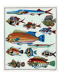 Collage of colorful rare exotic fish vintage illustration wall art print and poster design remix from original artwork.