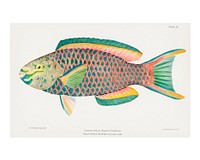 Rare Antique Tropical Fish Queen Parrot vintage illustration by Henry Baldwin. Digitally enhanced by rawpixel.