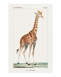 Standing giraffe vintage illustration by Pierre Jean Francois Turpin. Digitally enhanced by rawpixel.