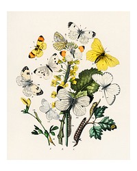 Fluttering butterflies and caterpillars vintage illustration by William Forsell Kirby. Digitally enhanced by rawpixel.