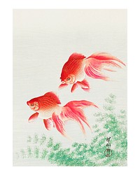 Two veil goldfish vintage illustration by Ohara Koson. Digitally enhanced by rawpixel.