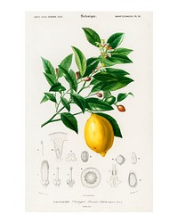 Lemon (citrus limonium) vintage illustration wall art print and poster design remix from the original artwork.