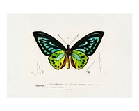 Green birdwing butterfly vintage illustration by Charles Dessalines D&#39; Orbigny. Digitally enhanced by rawpixel.
