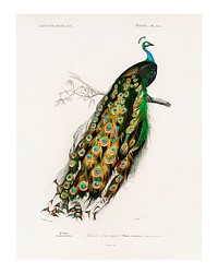 Indian peafowl (Pavo Cristatus) vintage illustration by Charles Dessalines D&#39; Orbigny . Digitally enhanced by rawpixel.