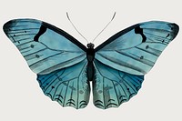 Vintage Common Blue butterfly illustration design element