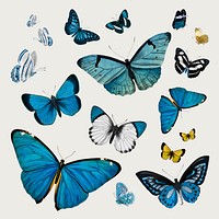 Vintage Common Blue butterflies illustration design element set