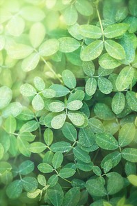 Green leaves background with design space