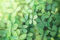 Green leaves background with design space