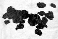 White cow skin with black patches background
