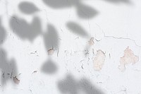 Leaves shadow on a damaged wall