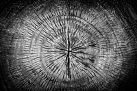 Pale brown tree rings textured background
