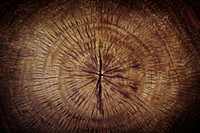 Brown tree rings textured background