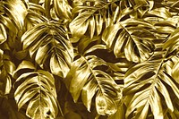 Golden textured monstera deliciosa leaves