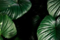 Tropical philodendron leaves textured background