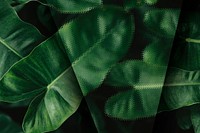 Tropical anthurium leaves textured background