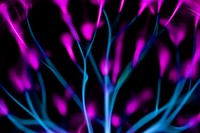 Purple and blue light background